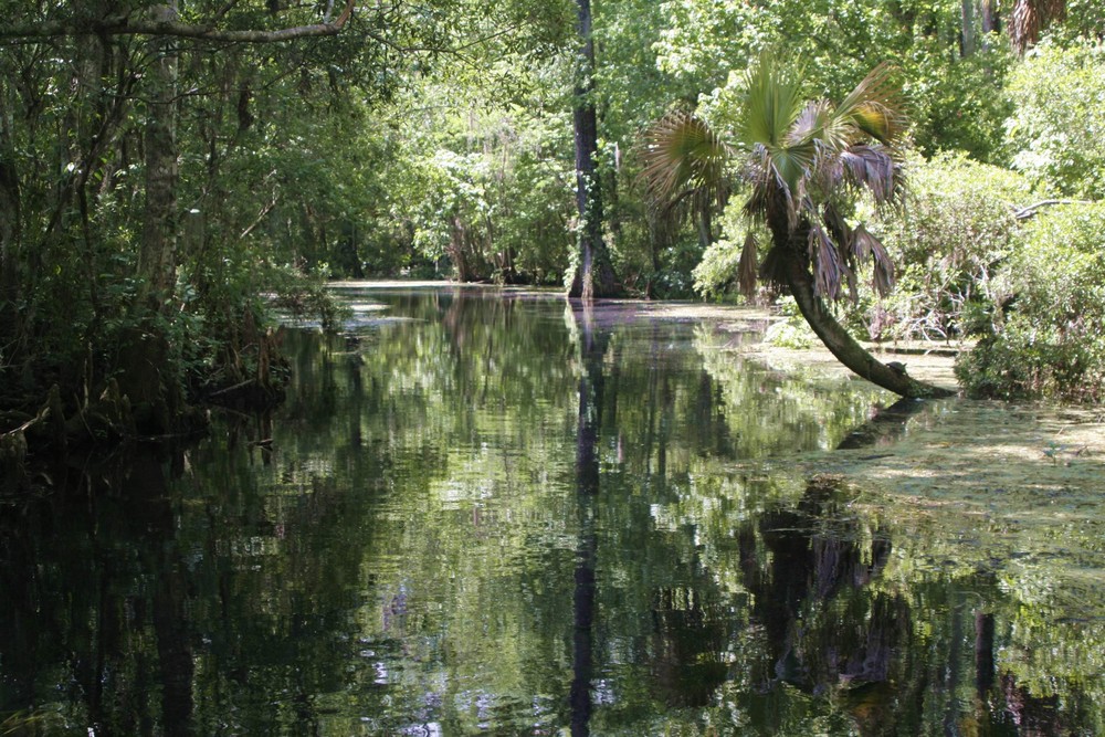 Wakulla Springs 07