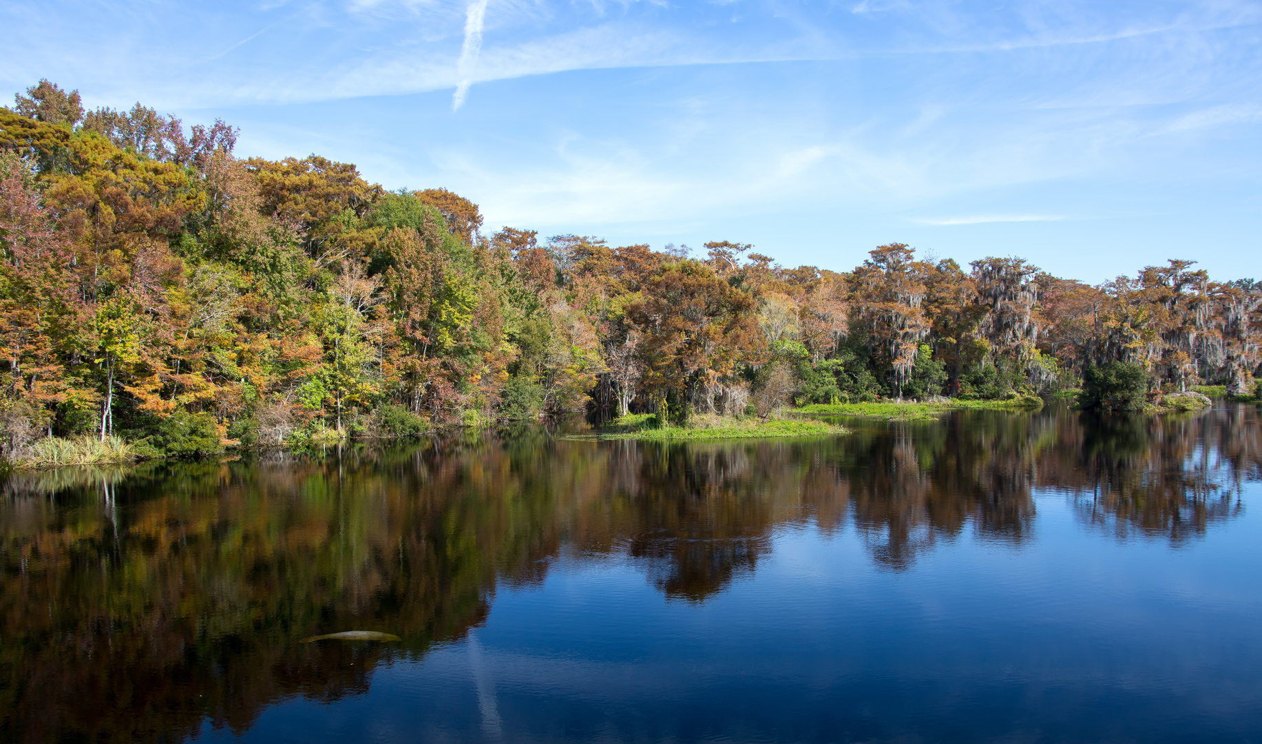 Wakulla Springs & Manatee