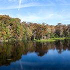 Wakulla Springs & Manatee