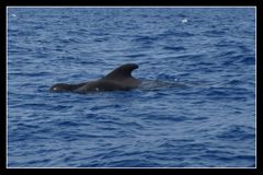 Wal auf La Gomera bei Valle Gran Rey 2010