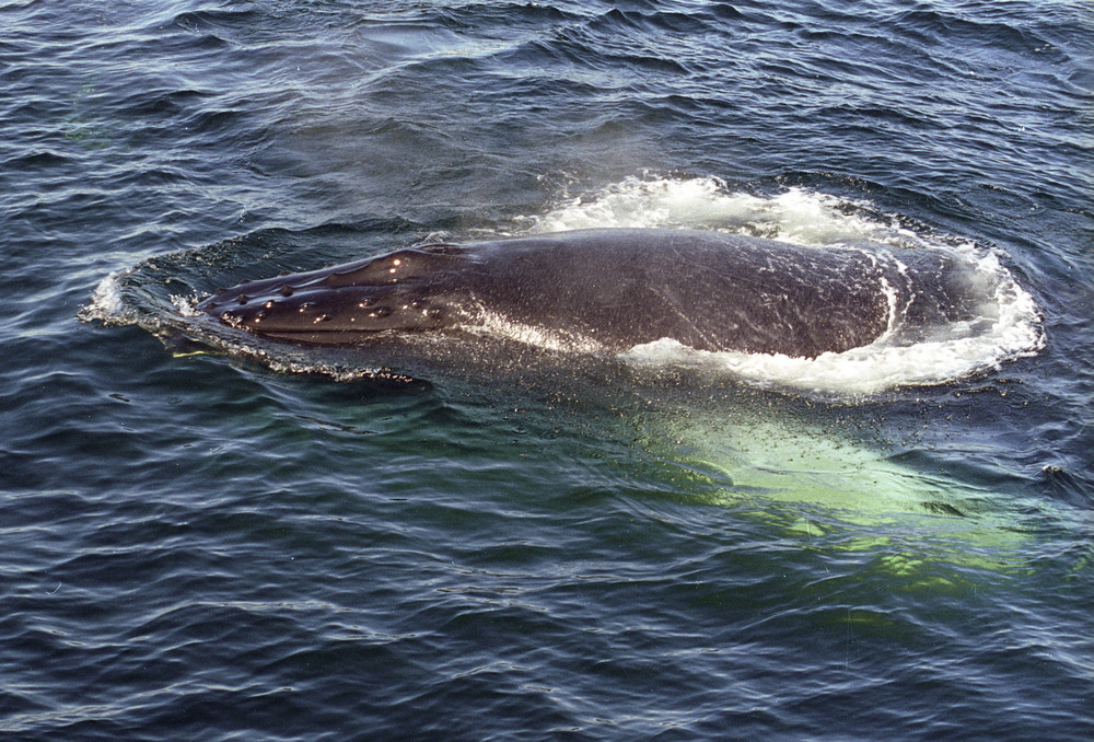 Wal bei Cape Cod (Boston) 2