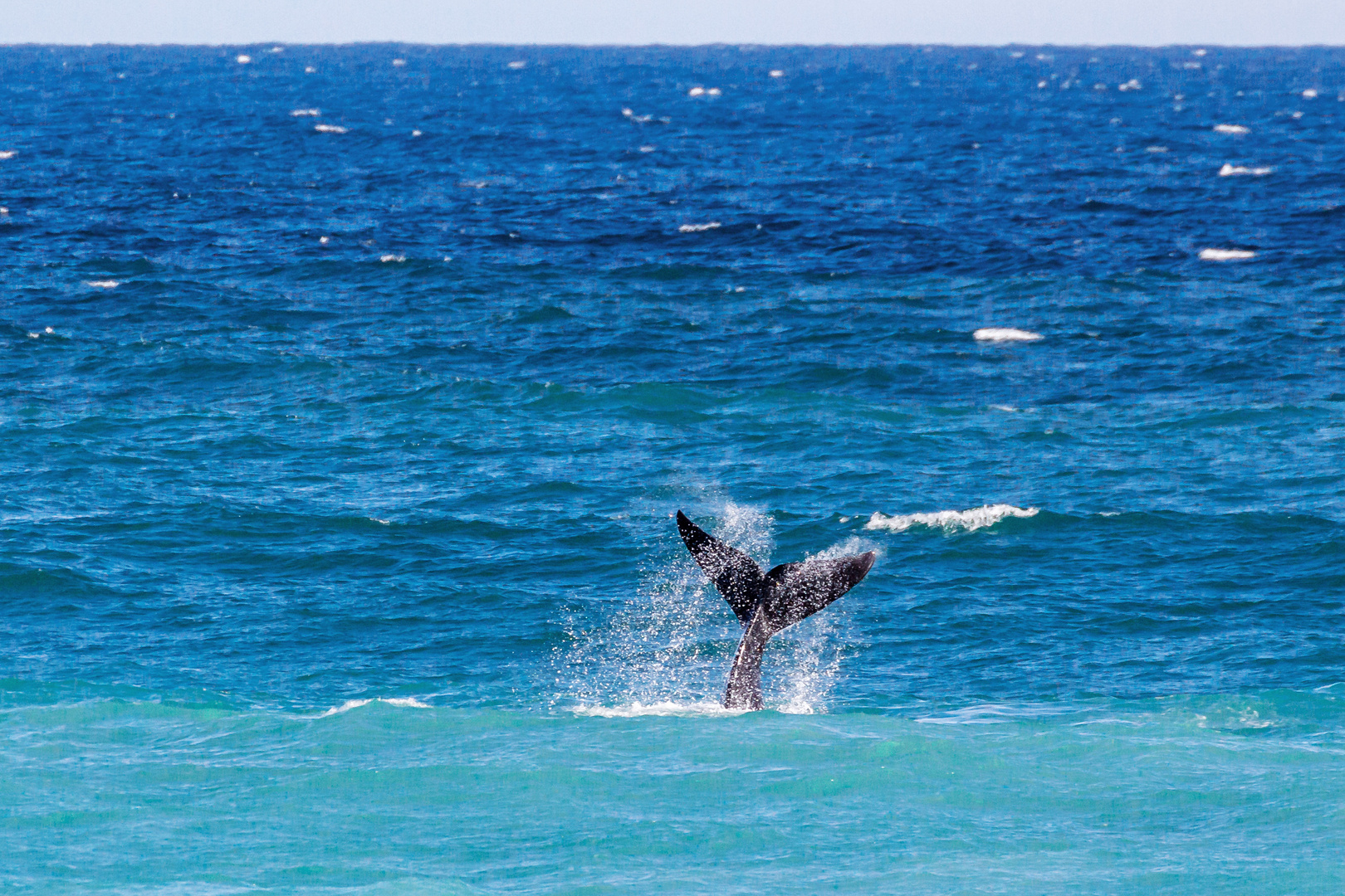 Wal im De Hoop Marine Proteced Area 