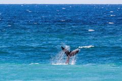 Wal im De Hoop Marine Proteced Area 