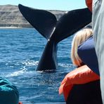 Wal in der Bucht von Puerto Pyramides