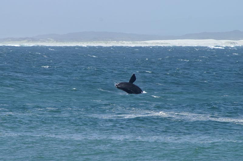 Wal in Hermanus