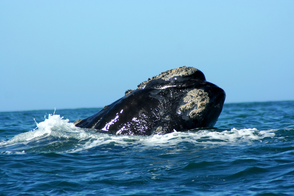 Wal in Hermanus (Südafrika)