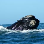Wal in Hermanus (Südafrika)