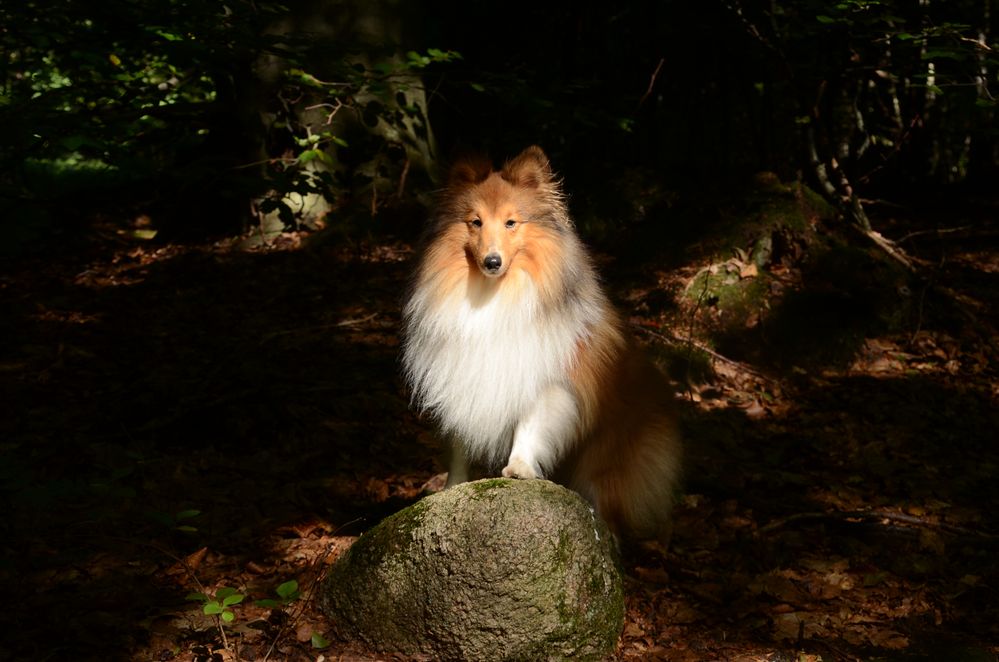 Wal Sheltie