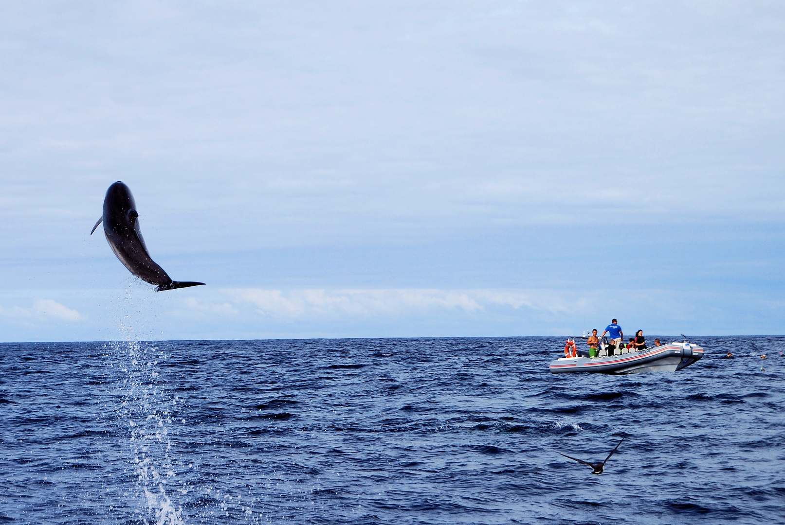 Wal u. Delfinbeobachtung vor Sao Miguel(Azoren)