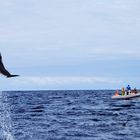 Wal u. Delfinbeobachtung vor Sao Miguel(Azoren)