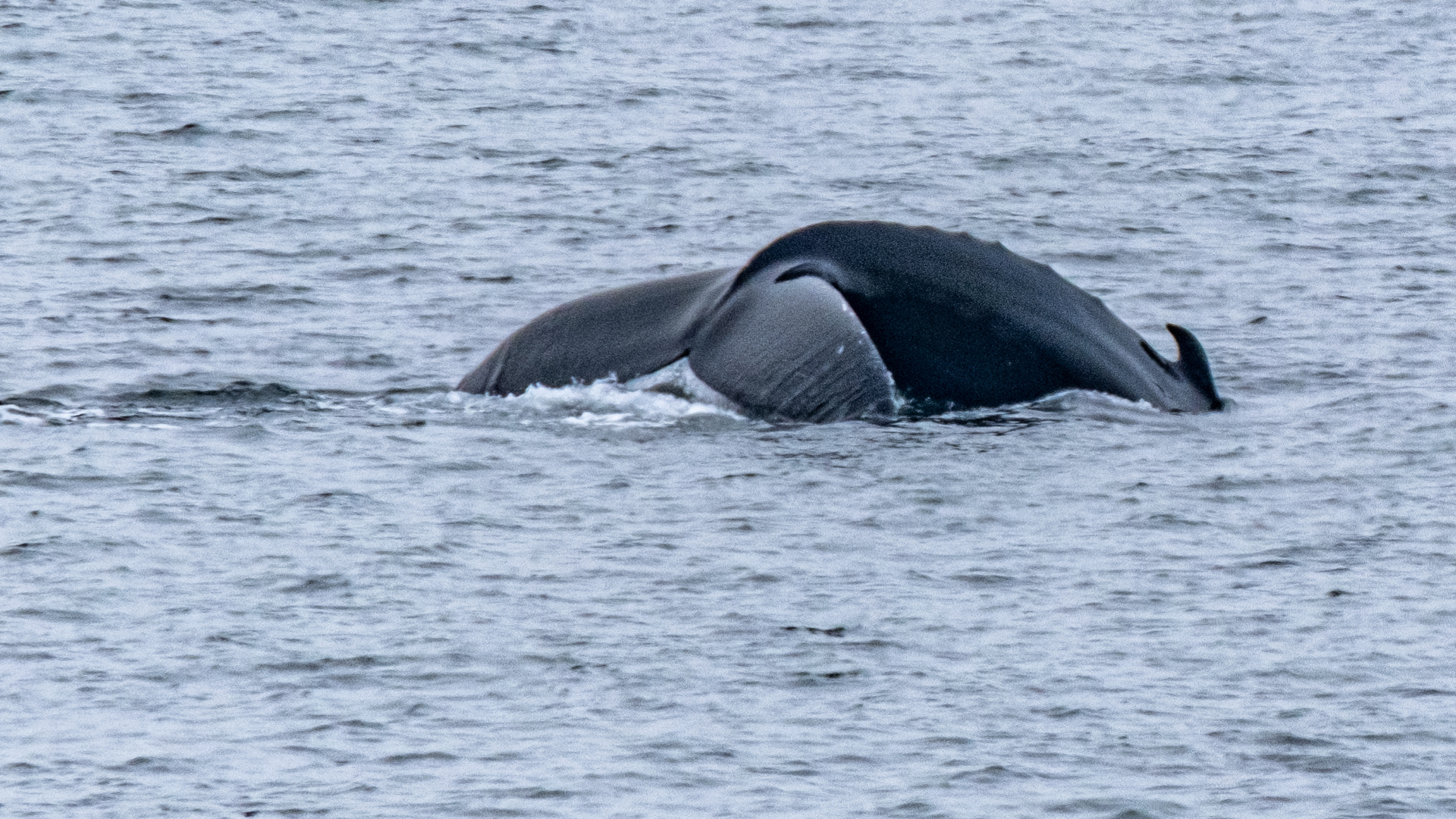 Wal Varangerfjord Norwegen