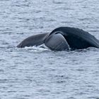 Wal Varangerfjord Norwegen