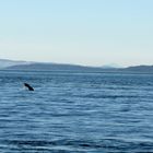 Wal vor San Juan Island