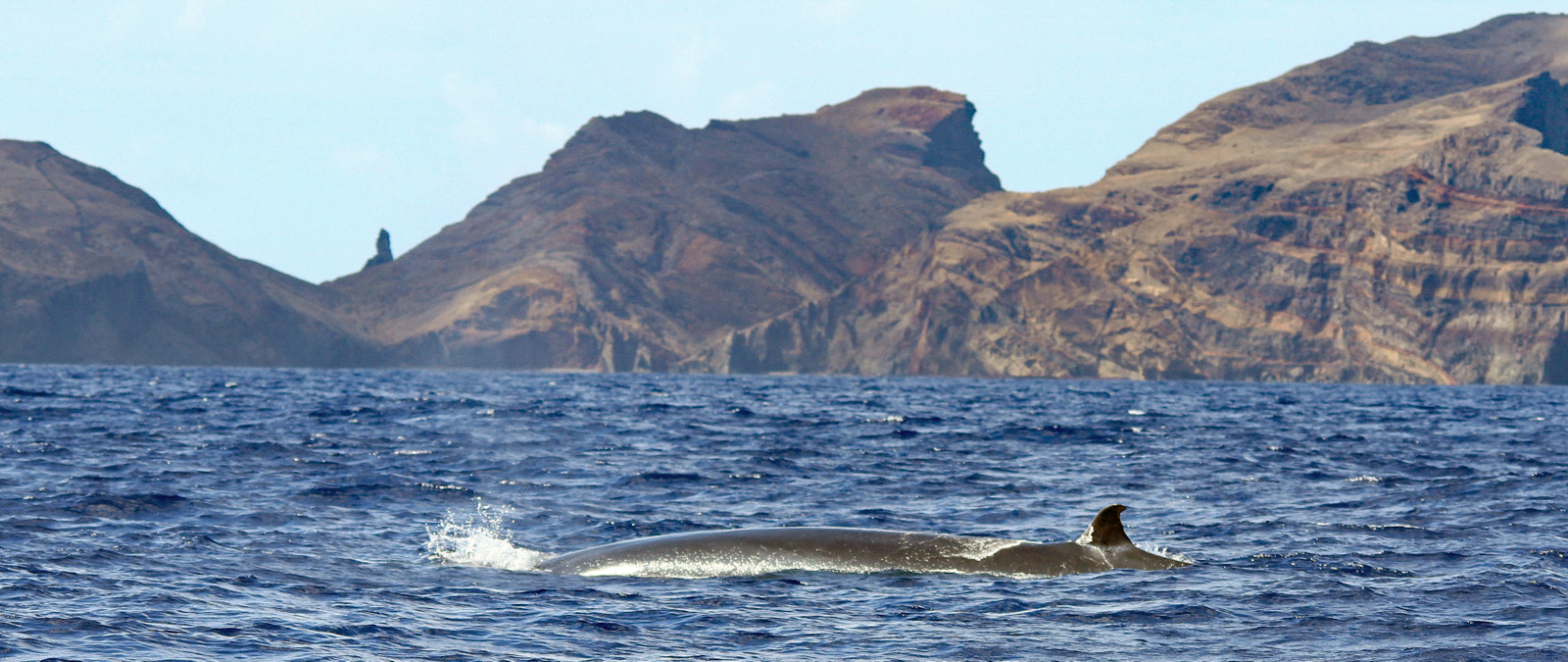 Walbeobachtung (Madeira)