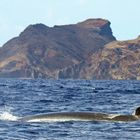 Walbeobachtung (Madeira)