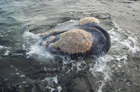 Walbeobachtung Südafrika West Coast