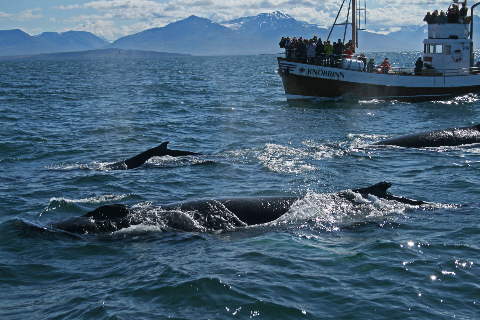 Walbeobachtung vor Dalvik