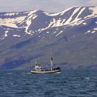 Walbeobachtungsboot vor Island