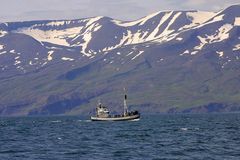 Walbeobachtungsboot vor Island