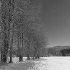 Walchensee (Baumgruppe 4-2024 1x1)