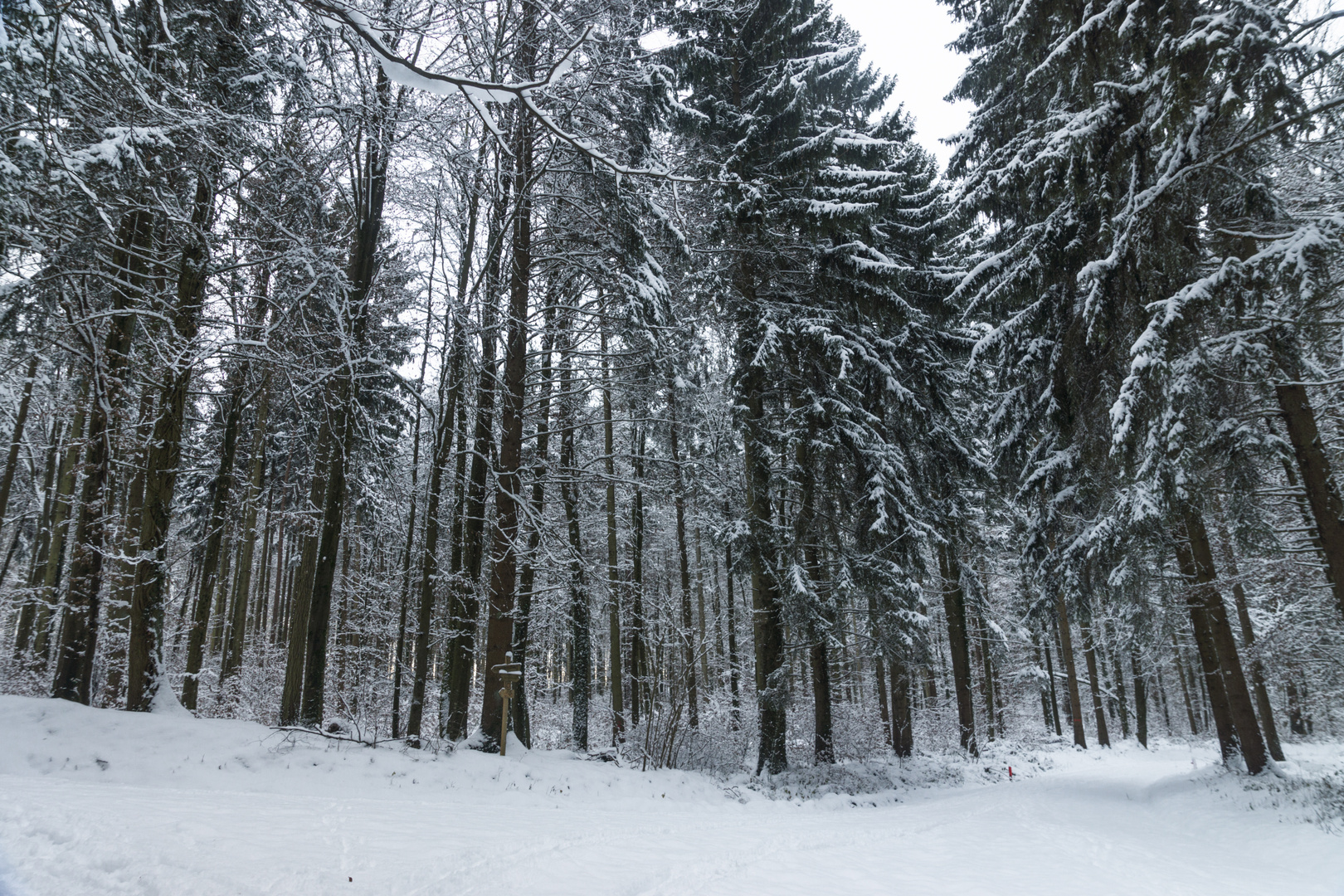 Wald 01.01.15