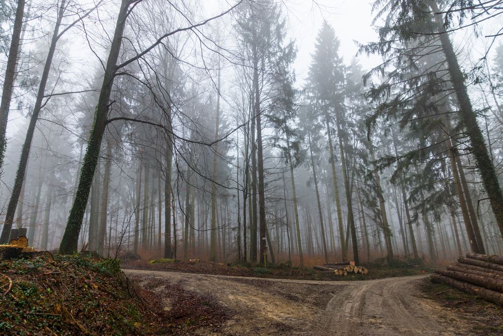 Wald 01.01.16 Foto & Bild pflanzen, pilze & flechten, bäume