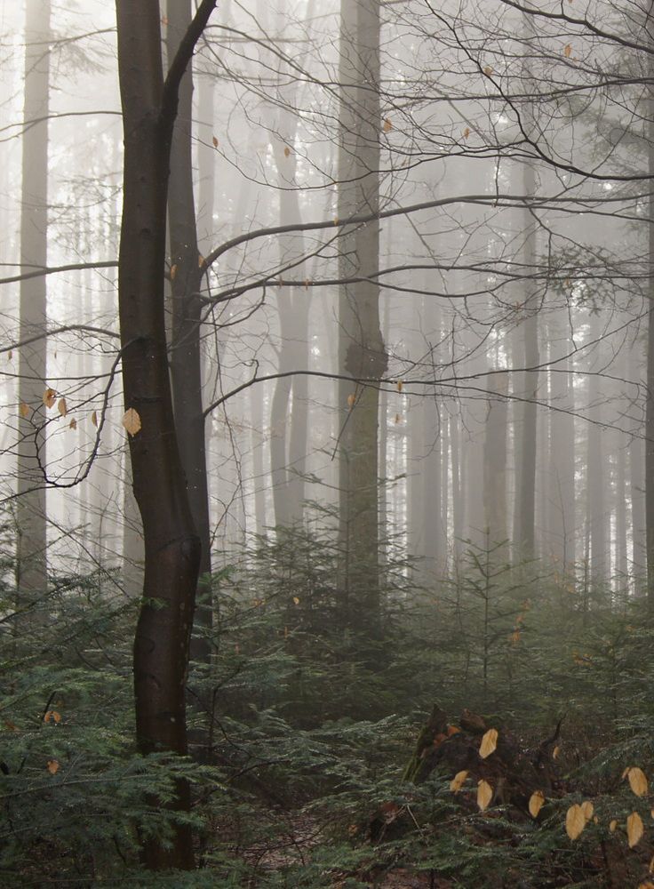 wald von Connynbg B. 