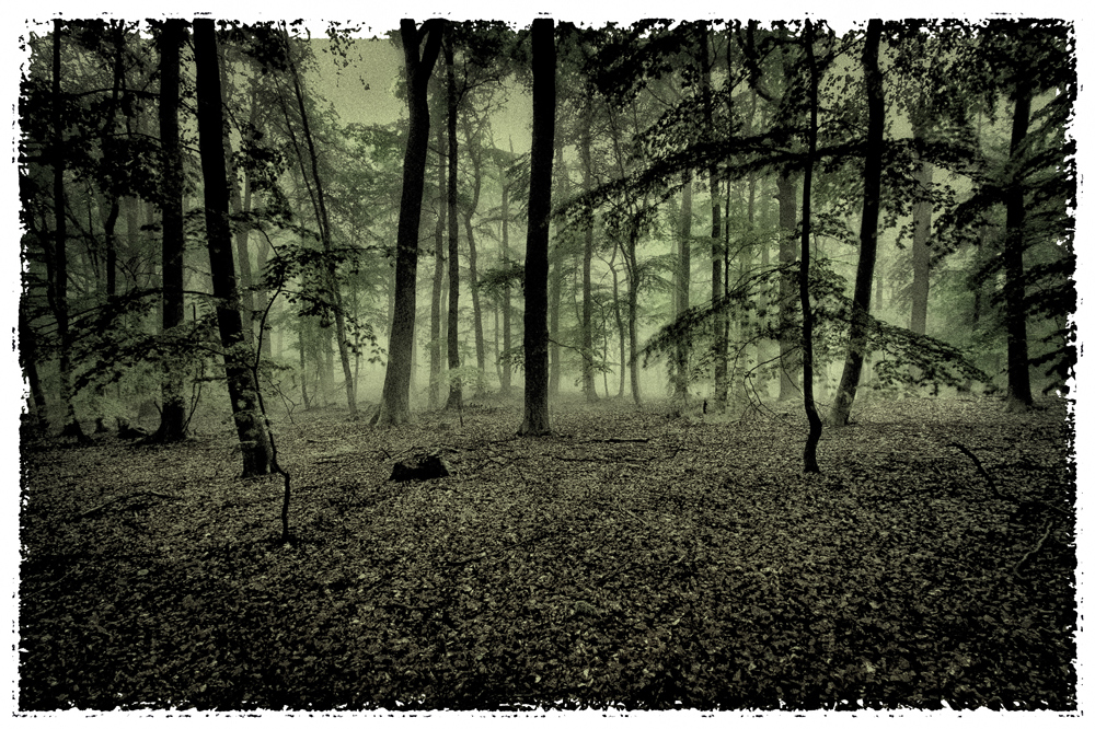Wald ...