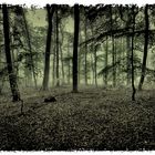 Wald ...