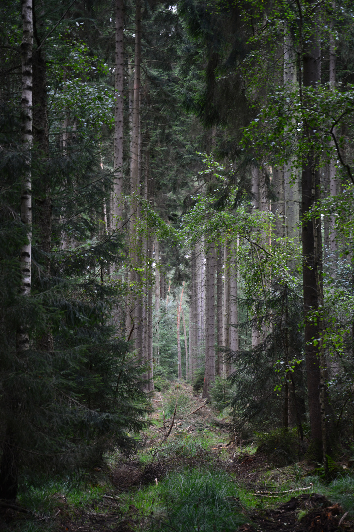 Wald