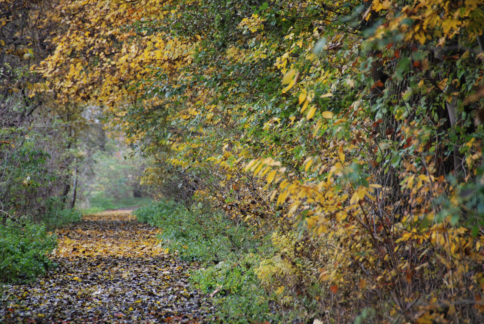 Wald 1