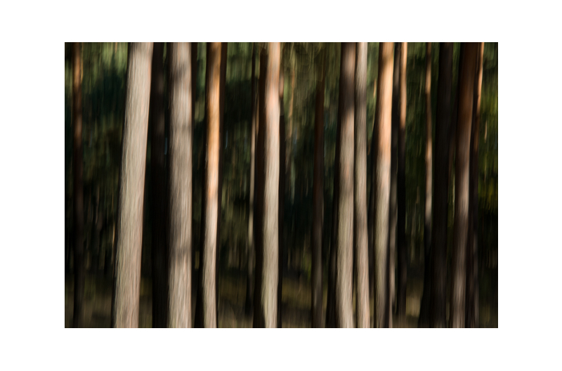 Wald - 1