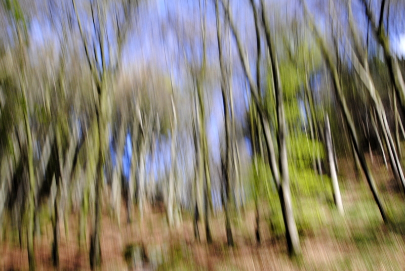 Wald 1