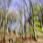 Wald 1