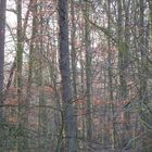 Wald 1