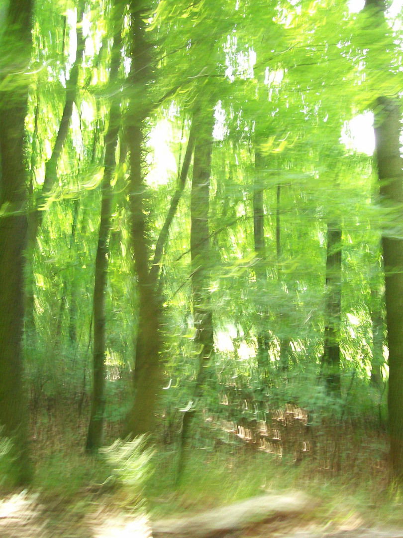 Wald 1