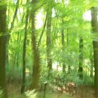 Wald 1