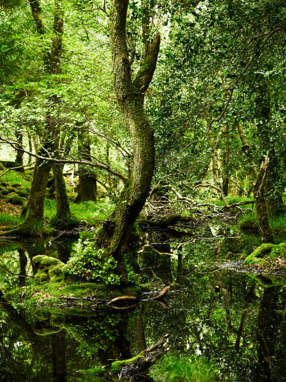 Wald 1 / Killarney Nationalpark