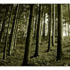 Wald