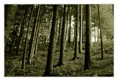 Wald