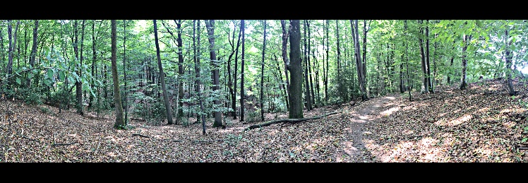 Wald