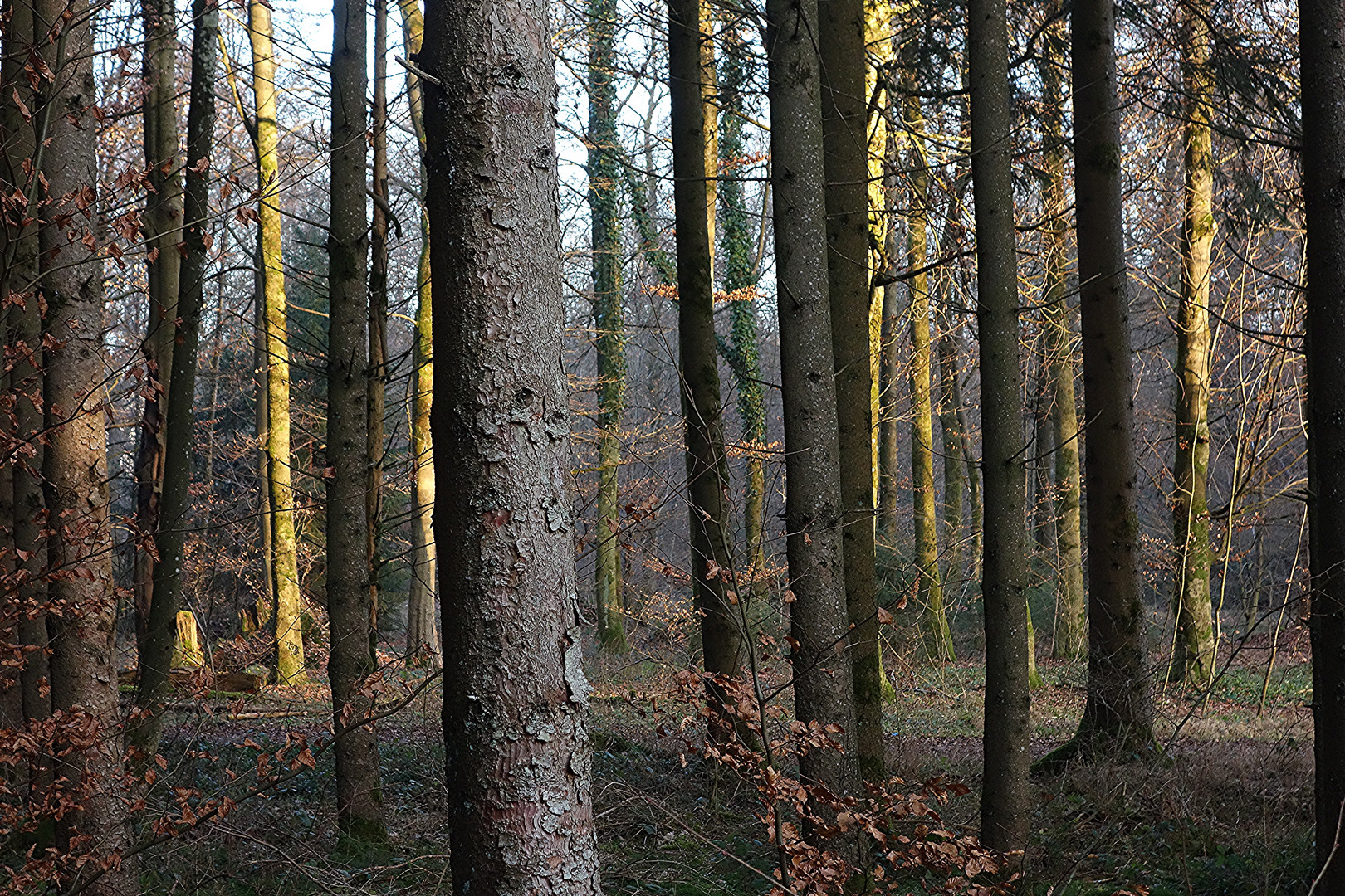 Wald 2