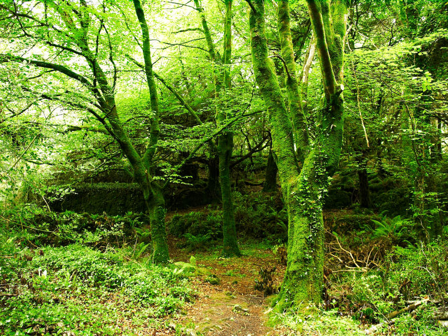 Wald 2 / Irland Killarney Nationalpark