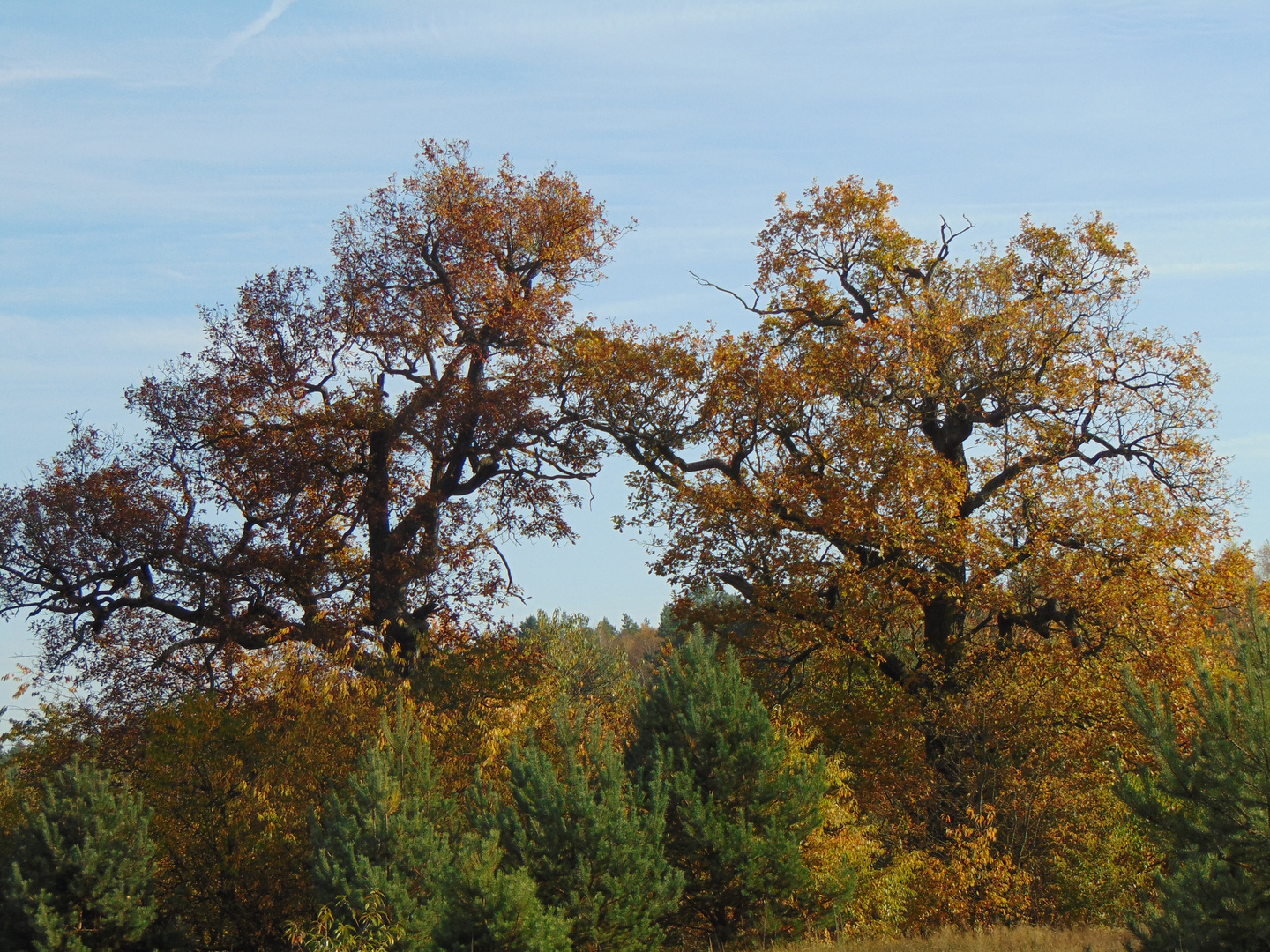 Wald