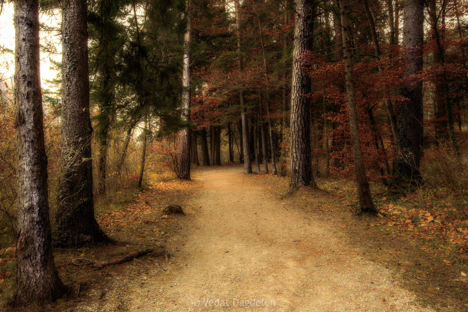 Wald Foto & Bild landschaft, wald, fotos Bilder auf