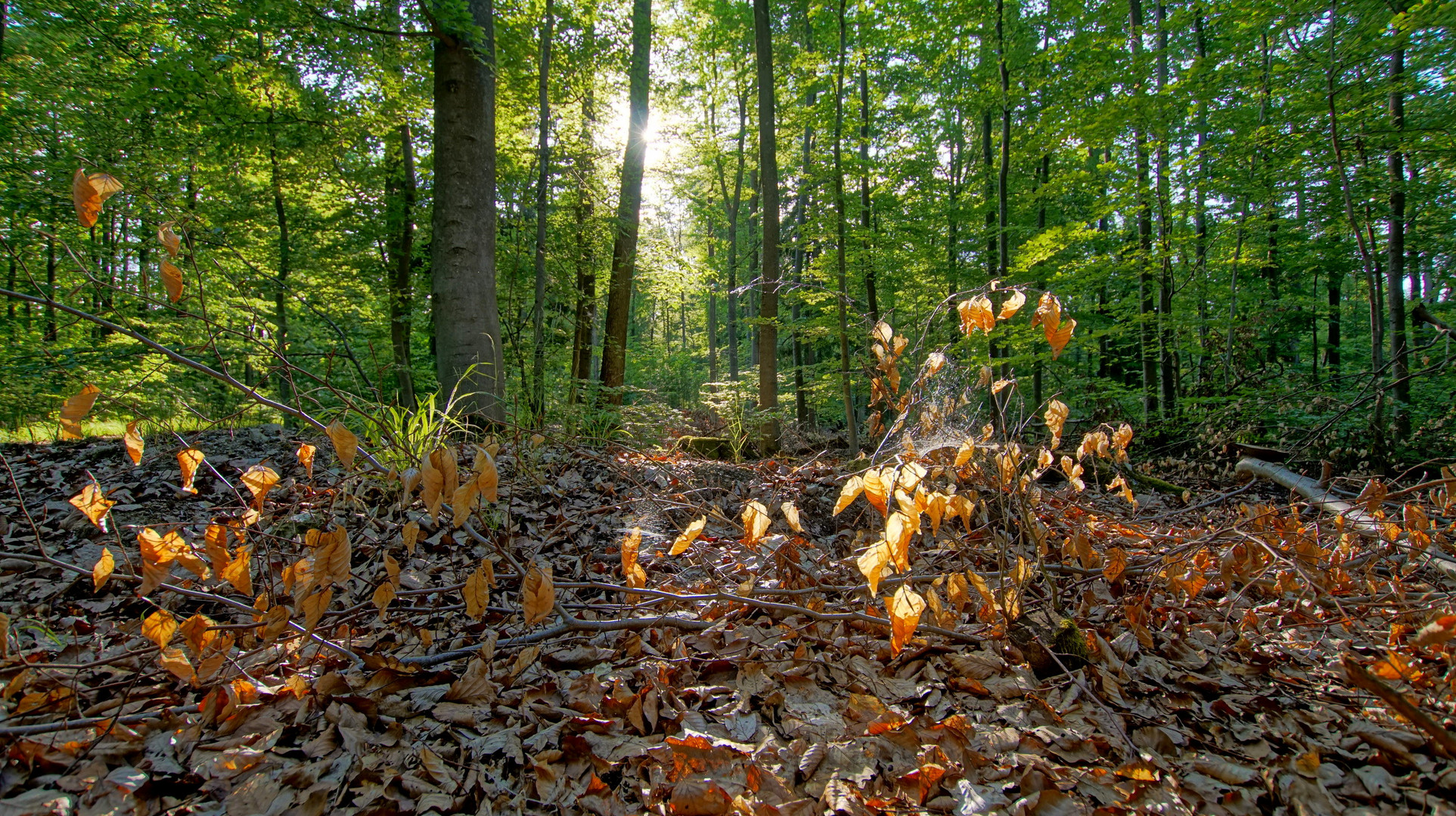 Wald, 3 (bosque, 3)