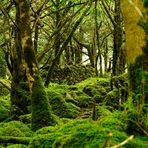 Wald 3 / Irland - Killarney Nationalpark