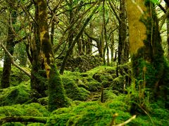 Wald 3 / Irland - Killarney Nationalpark