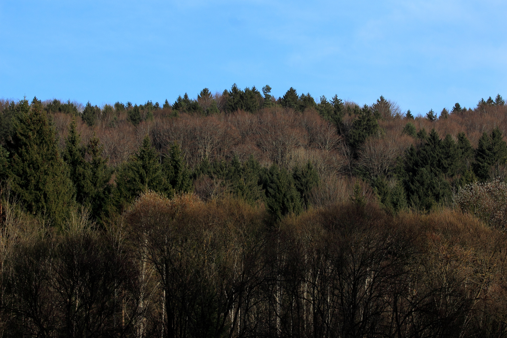 Wald