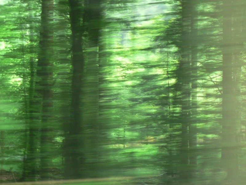 Wald 4